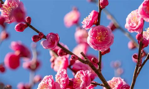 哪些國家有梅花——梅花之蹤遍全球